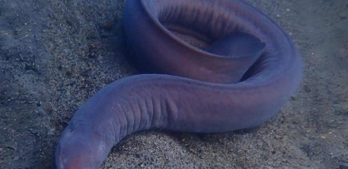 UK researchers’ exploration of hagfish genome published in Nature