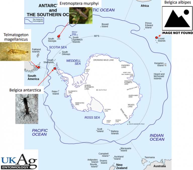 Map of Antarctica and the Southern Ocean showing locations of several insect species, with arrows linking specimen images to collection sites including Eretmoptera murphyi, Telmatogeton magellanicus, Belgica antarctica, and Belgica albipes.