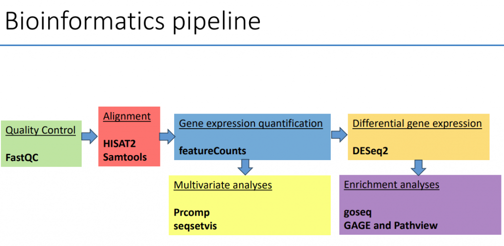 Diagram of a bioinformatics RNA-seq analysis pipeline showing steps from quality control (FastQC), alignment (HISAT2 and Samtools), gene expression quantification (featureCounts), differential gene expression analysis (DESeq2), followed by multivariate analyses (prcomp, seqsetvis) and enrichment analyses (goseq, GAGE, Pathview).